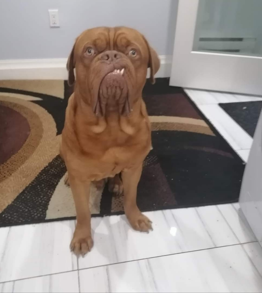 Meet your posher Jeremy and Wolfpack